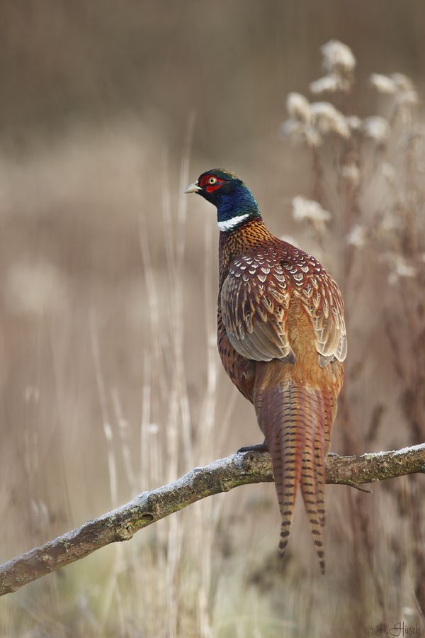 Prvo takmičenje Varesovog lovačkog kluba - Nedelja, 2. novembar 2025.