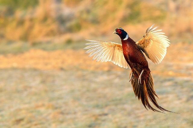 Zašto fazani postaju oprezniji?