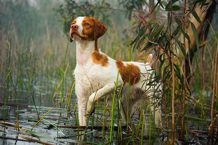 5 Saveta za Dresuru Lovačkog Psa
